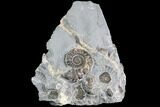 Ammonite (Promicroceras) Cluster - Somerset, England #86230-1